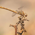 Onychogomphus costae (Braune Zangenlibelle) - Weibchen