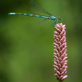 Speer-Azurjungfer (Coenagrion hastulatum) - Männchen