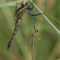 Großer Blaupfeil (Orthetrum cancellatum) - Weibchen beim Fressen eines Federlibellen-Tandems