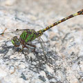 Paragomphus genei (Grüne Sandjungfer) - Männchen