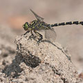 Onychogomphus forcipatus forcipatus (Kleine Zangenlibelle) - Männchen