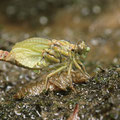 Onychogomphus forcipatus forcipatus (Kleine Zangenlibelle) - schlüpfendes Männchen