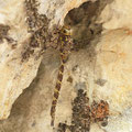 Boyeria irene (Westliche Geisterlibelle) - Weibchen