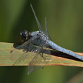 Südlicher Blaupfeil (Orthetrum brunneum) - Männchen