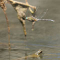 Langer Blaupfeil (Orthetrum trinacria) - Weibchen / Eiablage