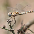 Schwarzer Baron (Selysiothemis nigra) - frisches Männchen