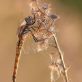 Violetter Sonnenzeiger (Trithemis annulata) - Weibchen