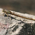 Rote Federlibelle (Platycnemis acutipennis) - Weibchen