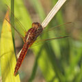 Feuerlibelle (Crocothemis erythraea) - Männchen in Umfärbungsphase