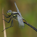 Schwarze Heidelibelle (Sympetrum danae) - Männchen