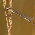 Kleine Binsenjungfer (Lestes virens) - älteres Weibchen