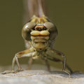 Onychogomphus forcipatus forcipatus (Kleine Zangenlibelle) - Schlüpfendes Weibchen