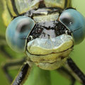 Gomphus pulchellus (Westliche Keiljungfer) - Kopfporträt