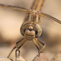 Treuer Kurzpfeil (Brachythemis impartita) - Weibchen
