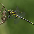 Cordulegaster boltonii (zweigestreifte Quelljungfer) - Männchen