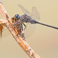 Langer Blaupfeil (Orthetrum trinacria) - Männchen