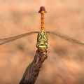 Paragomphus genei (Grüne Sandjungfer) - Männchen