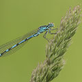 Vogel-Azurjungfer (Coenagrion ornatum) - Männchen