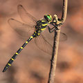 Cordulegaster bidentata (Gestreifte Quelljungfer) - Männchen