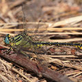 Gomphus simillimus (Gelbe Keiljungfer) - Männchen