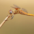 Feuerroter Sonnenzeiger (Trithemis kirbyi) - Weibchen