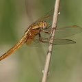 Feuerlibelle (Crocothemis erythraea) - Junges Männchen