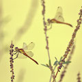 Sumpf-Heidelibelle (Sympetrum depressiusculum) - Männchen