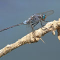 Langer Blaupfeil (Orthetrum trinacria) - Männchen