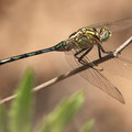 Langer Blaupfeil (Orthetrum trinacria) - junges Männchen