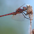 Violetter Sonnenzeiger (Trithemis annulata) - Männchen