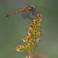 Sumpf-Heidelibelle (Sympetrum depressiusculum) - Männchen