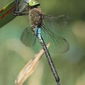 Anax parthenope (Kleine Königslibelle) - Männchen