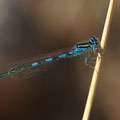 Gabel-Azurjungfer (Coenagrion scitulum) - Männchen