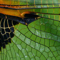 Vierfleck (Libellula quadrimaculata) - Flügeldetails