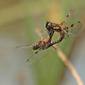 Vierfleck (Libellula quadrimaculata) - Kopula im Flug