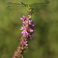 Ophiogomphus cecilia (Grüne Flussjungfer) - Männchen
