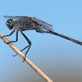 Langer Blaupfeil (Orthetrum trinacria) - Männchen