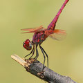 Violetter Sonnenzeiger (Trithemis annulata) - Männchen