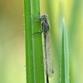 Große Pechlibelle (Ischnura elegans) - junges Weibchen