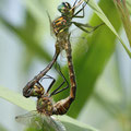Somatochlora flavomaculata (Gefleckte Smaragdlibelle) - Paarungsrad
