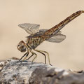 Treuer Kurzpfeil (Brachythemis impartita) - Weibchen