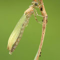 Hufeisen-Azurjungfer (Coenagrion puella) - frisch geschlüpftes Männchen