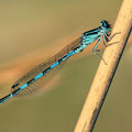 Helm-Azurjungfer (Coenagrion mercuriale) - Männchen