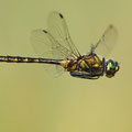 Somatochlora flavomaculata (Gefleckte Smaragdlibelle) - Männchen