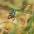 Stylurus flavipes (Eurasische Keulenjungfer) - Männchen