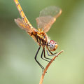 Violetter Sonnenzeiger (Trithemis annulata) - junges Weibchen