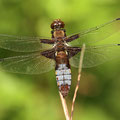 Plattbauch (Libellula depressa) - altes, bereiftes Weibchen