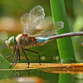 Anax parthenope (Kleine Königslibelle) - Männchen im Tandem bei der Eiablage