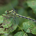 Ophiogomphus cecilia (Grüne Flussjungfer) - Weibchen