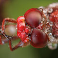 Feuerlibelle (Crocothemis erythraea) - Männchen